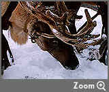 Zoom Six