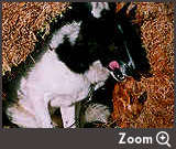 Zoom Two