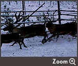 Zoom Three