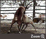 Zoom Five