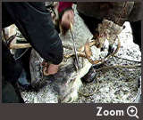 Zoom Six