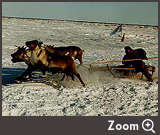 Zoom Four