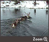 Zoom Four