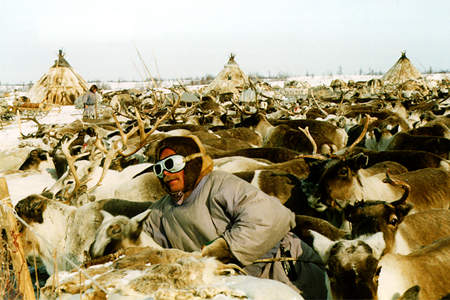 Selecting the strongest reindeer to hitch the sleds is a long process.