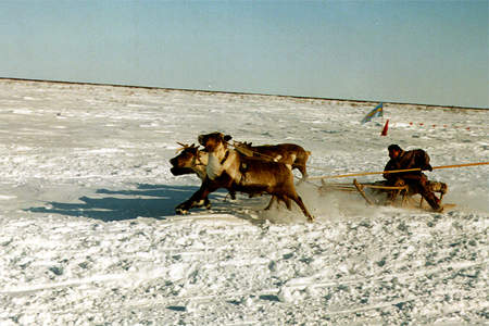 Reindeer racing is one of the Nenets' most popular sports.
