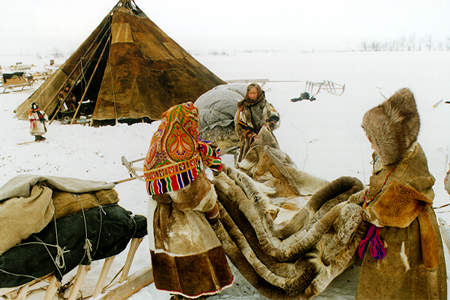 The first task when breaking camp is to remove the outer layer of reindeer pelts from the chooms.